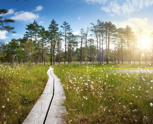Waldenburger Versicherung Nachhaltigkeitsangebot Ein Weg aus Holz führt durch ein Moor zu einer Baumgruppe