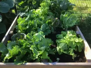 Waldenburger Zukunftshelden – Kindergarten Krummesse – eigener Garten Das Hochbeet im Kindergarten St. Johannis Krummesse, in dem frischer Salat wächst