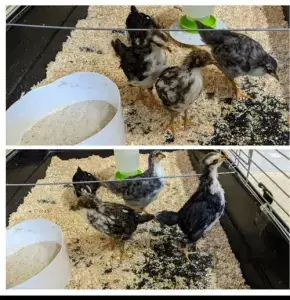 Waldenburger Zukunftshelden – Kita Alsleben – Das kleine Federvieh Junge Hühner laufen im Hühnerstall der Kita Ganseblümchen Alsleben herum