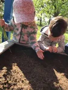 Waldenburger Zukunftshelden – AWO Kinderhaus Laußig- Kossa – Säen im Lehrgarten Kinder im AWO Kinderhaus am Regenbogen Laußig-Kossa säen Samen im Hochbeet
