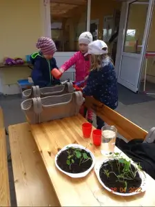 Waldenburger Zukunftshelden – AWO Naturpark-Kita Laußig-Pressel – Pflanztag Die Kinder in der AWO Naturpark-Kita Wirbelwind Laußig-Pressel pflanzen Setzlinge ein