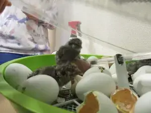 Waldenburger Zukunftshelden – Kita Niederkrüchten – Schlüpftag Küken schlüpfen aus dem Ei in der Kita Unterm Regenbogen Niederkrüchten