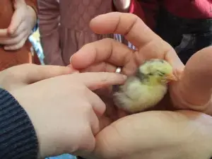 Waldenburger Zukunftshelden – Kita Niederkrüchten – Streicheleinheiten Kinderhände halten und streicheln frisch geschlüpfte Küken