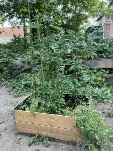 Waldenburger Zukunftshelden – Waldkinder Knechtsteden – Die Hochbeete sind fertig 2 Bepflanzte Hochbeete stehen im Garten der Waldkinder Knechtsteden